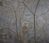 Momento Mori: Autumnal Stillness 1