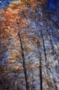 Phantom Structures: Energy of Light and Color #3