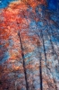 Phantom Structures: Energy of Light and Color #3