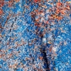 Phantom Structures: Energy of Light and Color #2