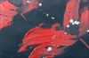Red Poppy Painting – Poppies at Midnight