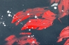 Red Poppy Painting – Poppies at Midnight