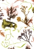 Studies from the Shoreline: Seaweed 1