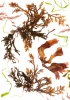 Studies from the Shoreline: Seaweeds 2