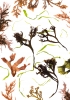 Studies from the Shoreline: Seaweeds 3 