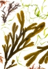 Studies from the Shoreline: Seaweed 4