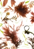 Studies from the Shoreline: Seaweeds 5