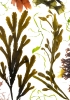 Studies from the Shoreline: Seaweeds 6