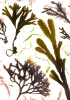 Studies from the Shoreline: Seaweeds 7
