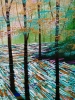 Secret Forest, Shadows and Light