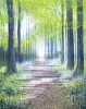 Forest Path In Bright Sunlight