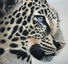 \"The Gaze\"