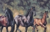 Together In Motion - Friesian Horses