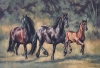 Together In Motion - Friesian Horses