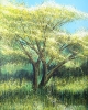 Tree In Summer