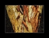 Tree Bark
