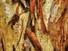 Tree Bark
