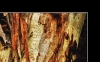 Tree Bark