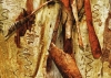 Tree Bark