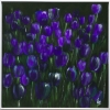 Violet Silence – Purple Tulip Flower Painting