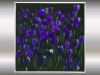 Violet Silence – Purple Tulip Flower Painting