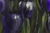 Violet Silence – Purple Tulip Flower Painting