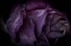 Momento Mori: Shared Seasons 3