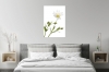Innocent Beauty: Devon Hedgerows - Stitchwort