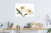 Innocent Beauty: Devon Hedgerows - Wild Dog Rose