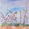 Along The Field Margin