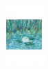 White Water Lily