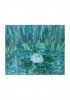 White Water Lily