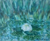 White Water Lily