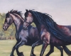 Evening Gallop