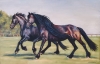 Evening Gallop