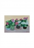 Zonal Geranium Flower Pots
