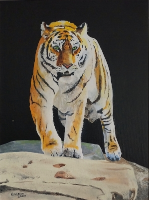 Tiger, tiger