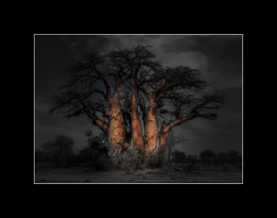 Baobab Tree