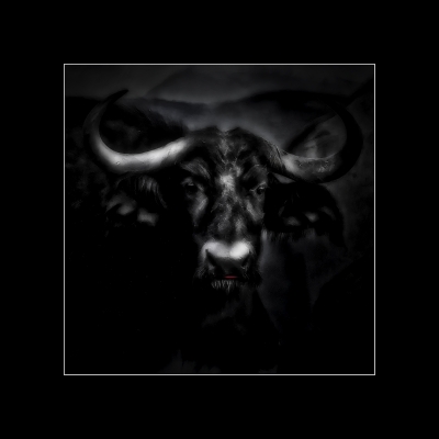 Animals of Africa - African Buffalo