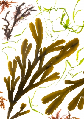 Studies from the Shoreline: Seaweed 4