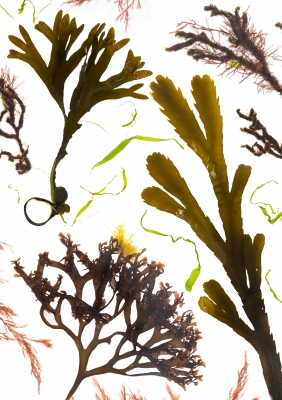 Studies from the Shoreline: Seaweeds 7
