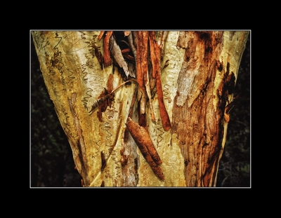 Tree Bark