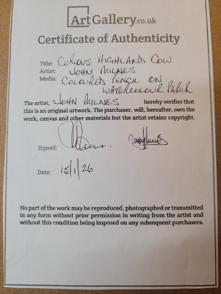 Curious Highland Cow looking over fence