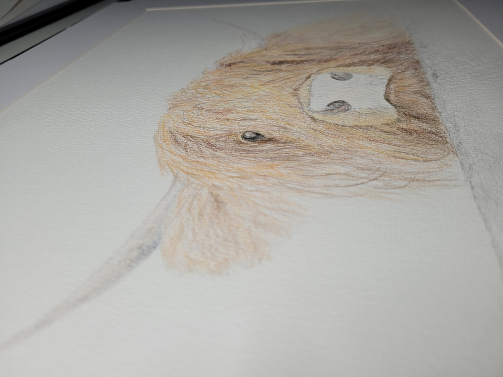 Curious Highland Cow looking over fence