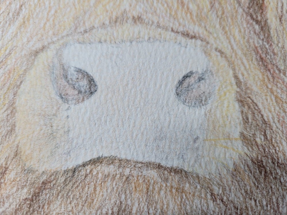 Curious Highland Cow looking over fence