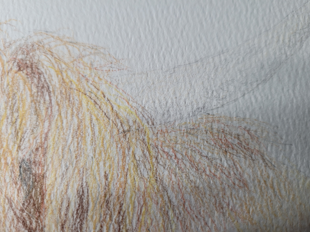 Curious Highland Cow looking over fence