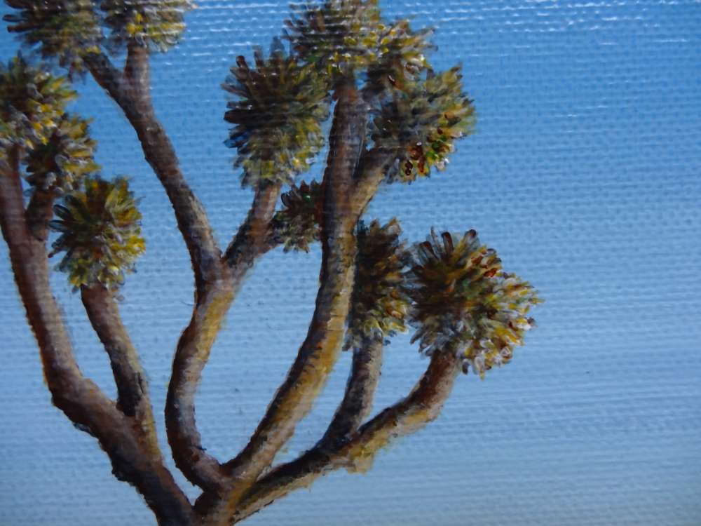 Sunrise Among The Joshua Trees