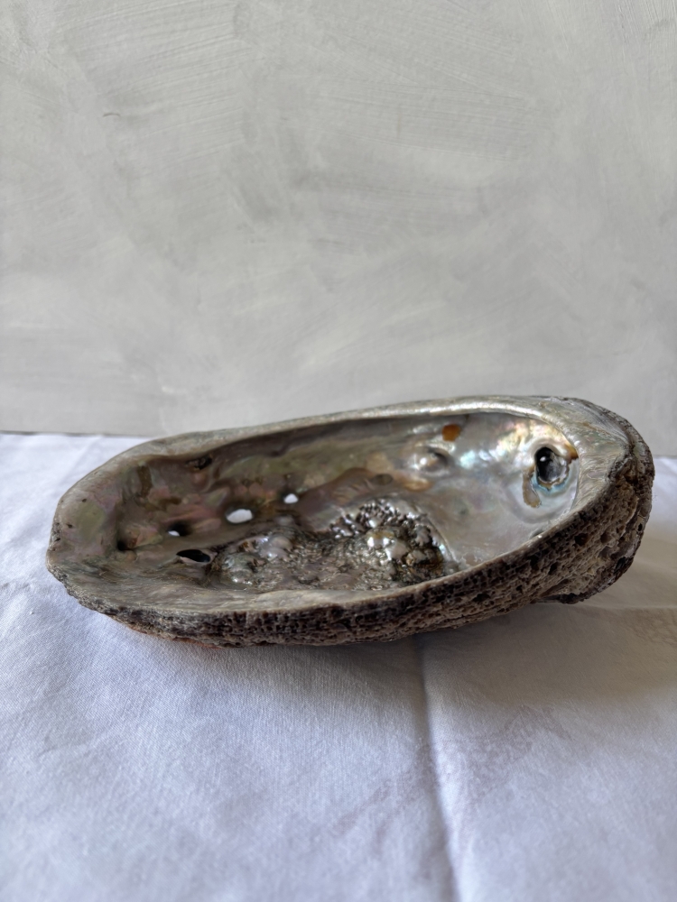 Abalone Shell