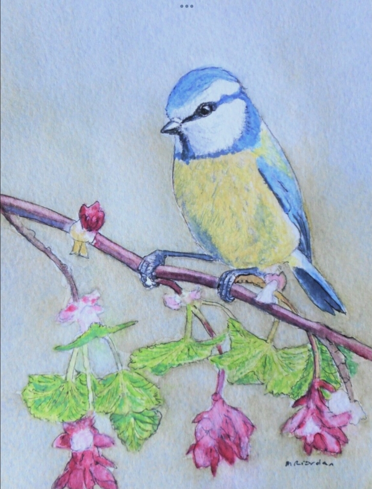 Blue Tit