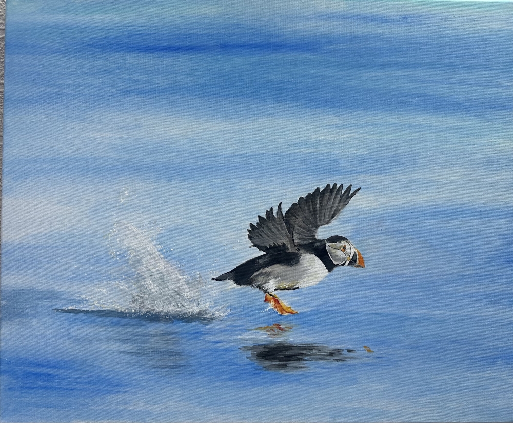 Low flying puffin